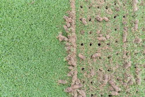 Core Aeration Image
